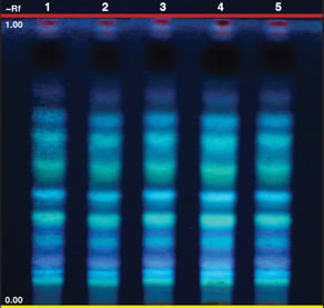 Chromatogram of Camellia sinensis leaf PE