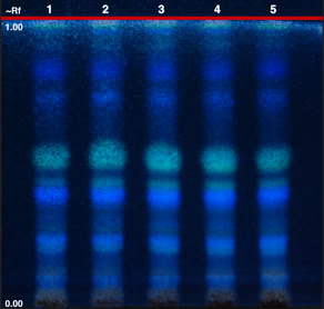 Chromatogram of Gentiana lutea root